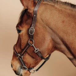 Horse Riding Leather Halter For Horse & Pony 900 9 Horse Riding Leather Halter For Horse & Pony 900 -Outdoor Sporting Goods k33748ab97915a8b72240bd6a614f1afc