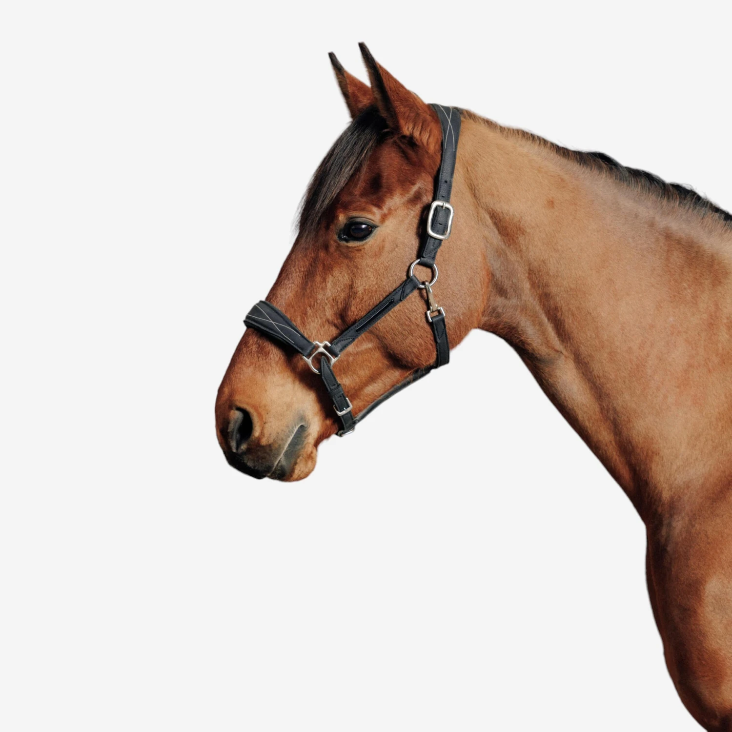 Horse Riding Synthetic Leather Halter For Horse & Pony 500 3 Horse Riding Synthetic Leather Halter For Horse & Pony 500